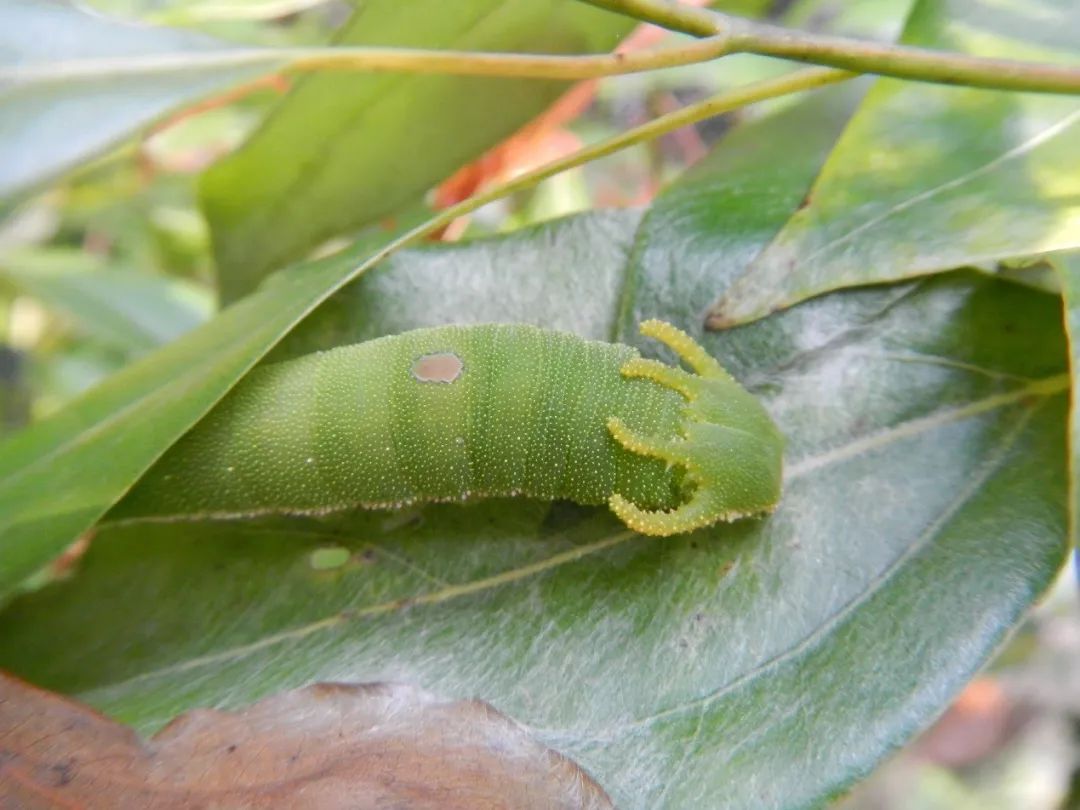 幼虫头部顶端具2对角状凸起黑脉蛱蝶 hestina assimilis习性:成虫喜