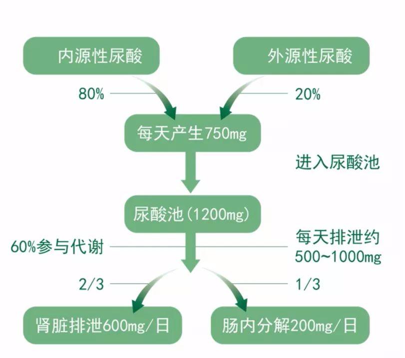 上厕所时若有这种异常可能是你体内尿酸高了需及时控制