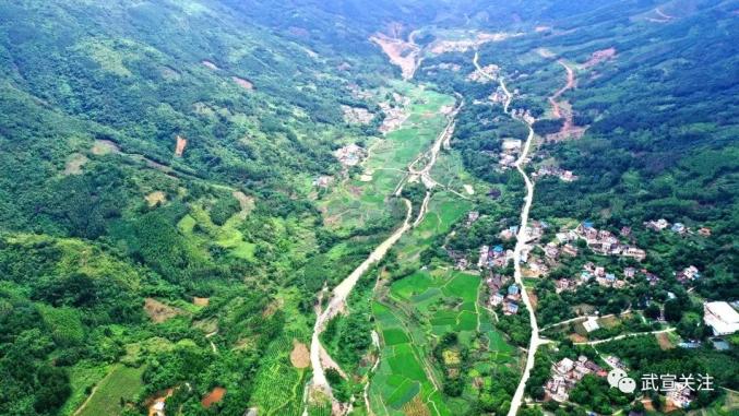 【千名记者一线行】武宣县东乡镇合群村-茶香飘溢好撩人