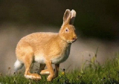 468_330gif 动态图 动图