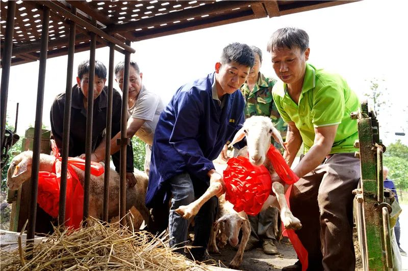 南浔区双林镇世荣湖羊家庭农场内,工人正将湖羊种羊分批装上长途. .