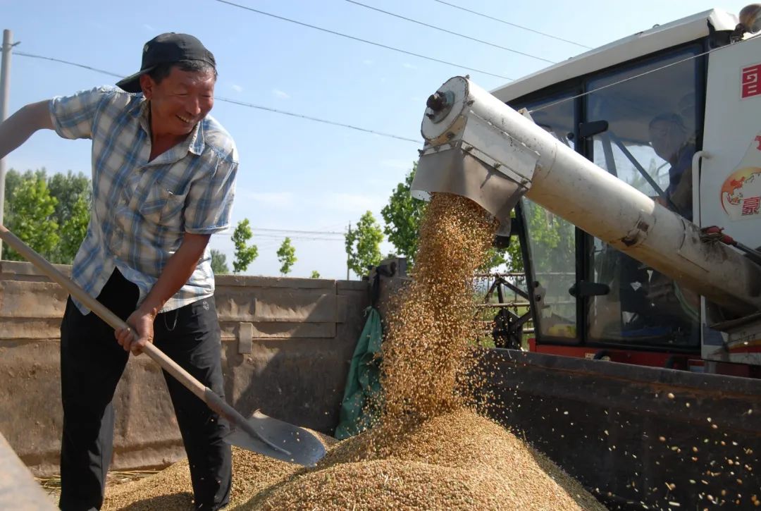 【图说】即墨:小麦开镰收割,夏粮丰收在望