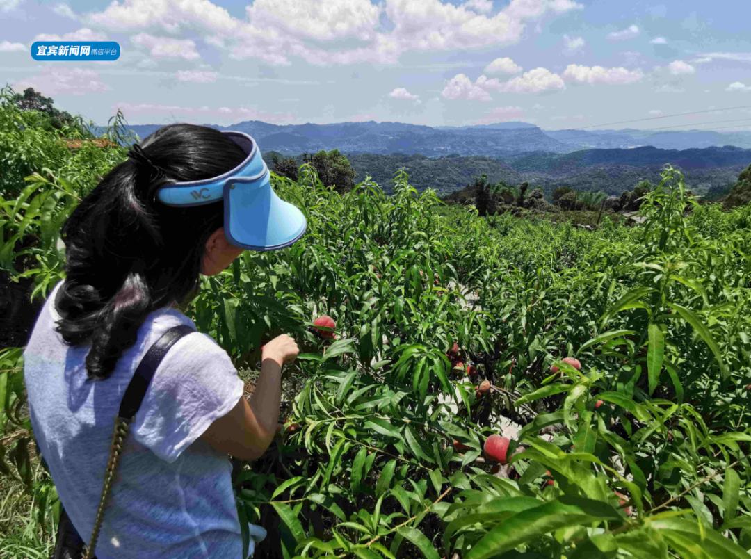 超好吃宜宾七星山又有300亩桃子熟了不要门票免费吃离城10分钟