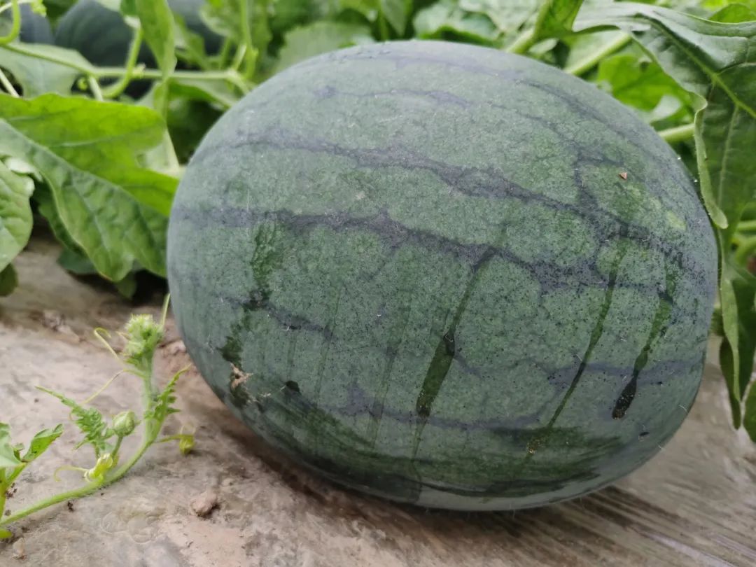 这个西瓜可以当足球踢崇明黑小宝西瓜甜蜜上市等你来吃