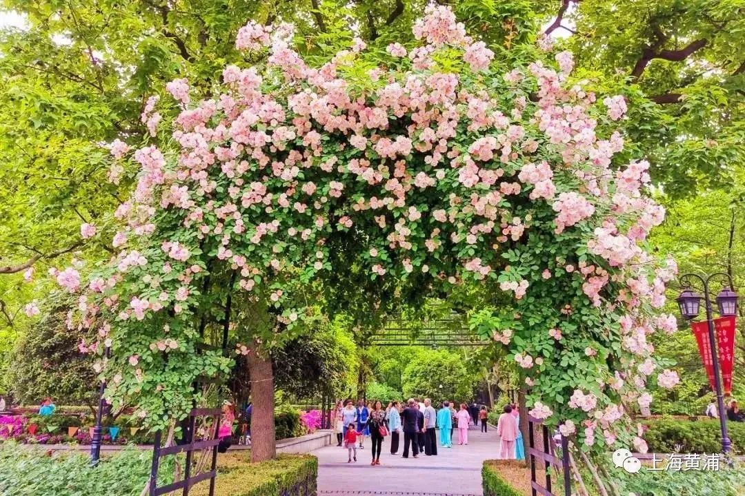 月季蔷薇八仙花逛黄浦转角遇见花花花