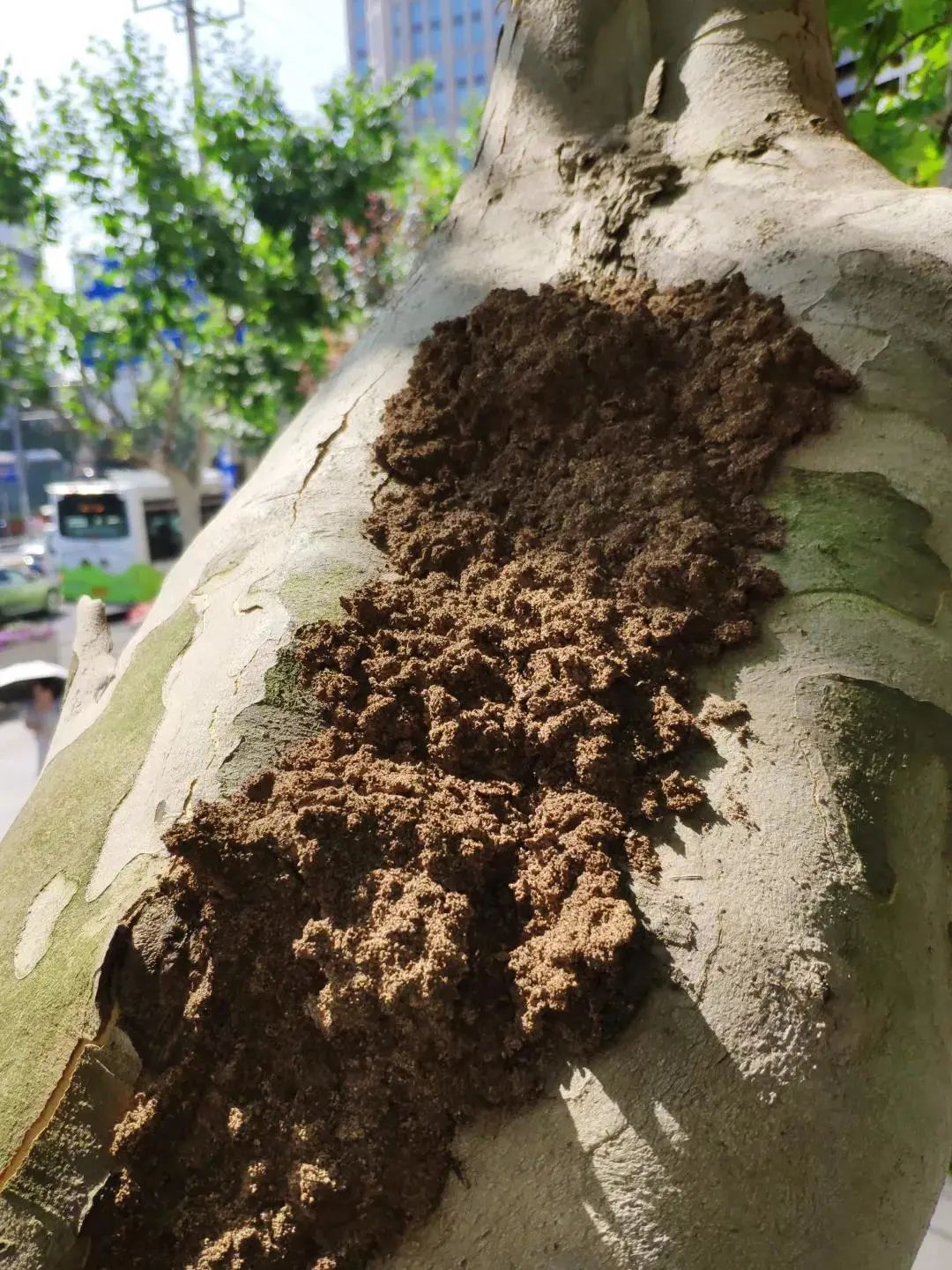 树有白蚂蚁怎么办图片 树有白蚂蚁怎么办图片高清