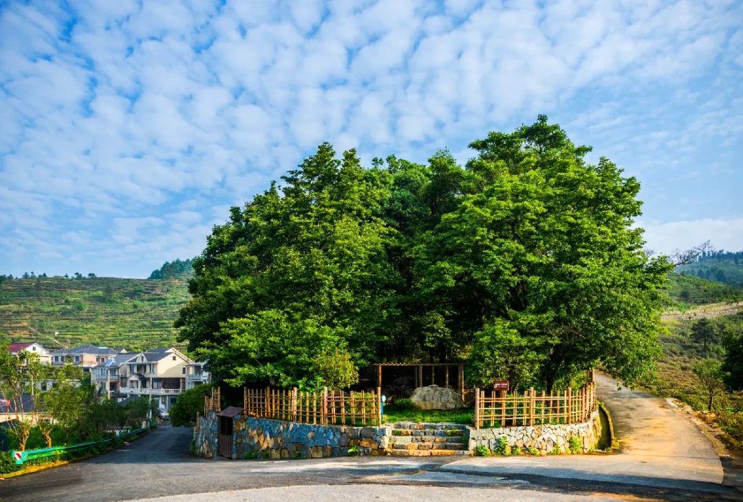 裡山鎮地處富陽區東部,富春江南岸,是