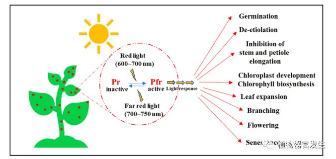 学术前沿简述植物光形态建成分子机制