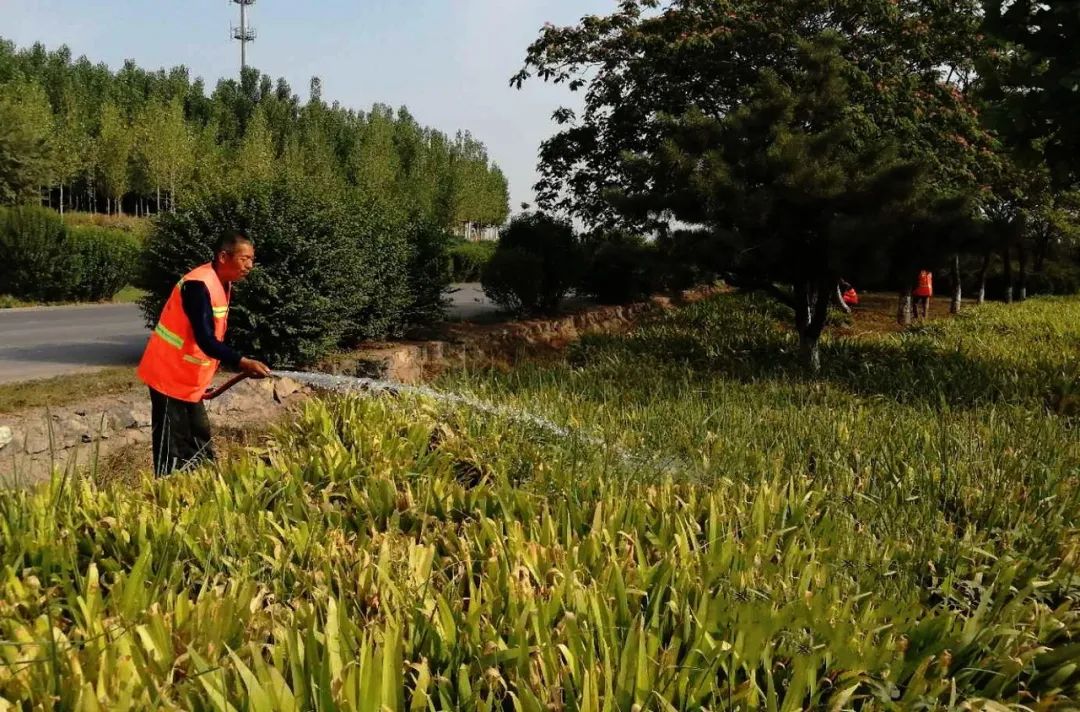 採用人工牽管澆灌,水車噴灌,水泵抽水澆灌等多種方式,人工作業和機械