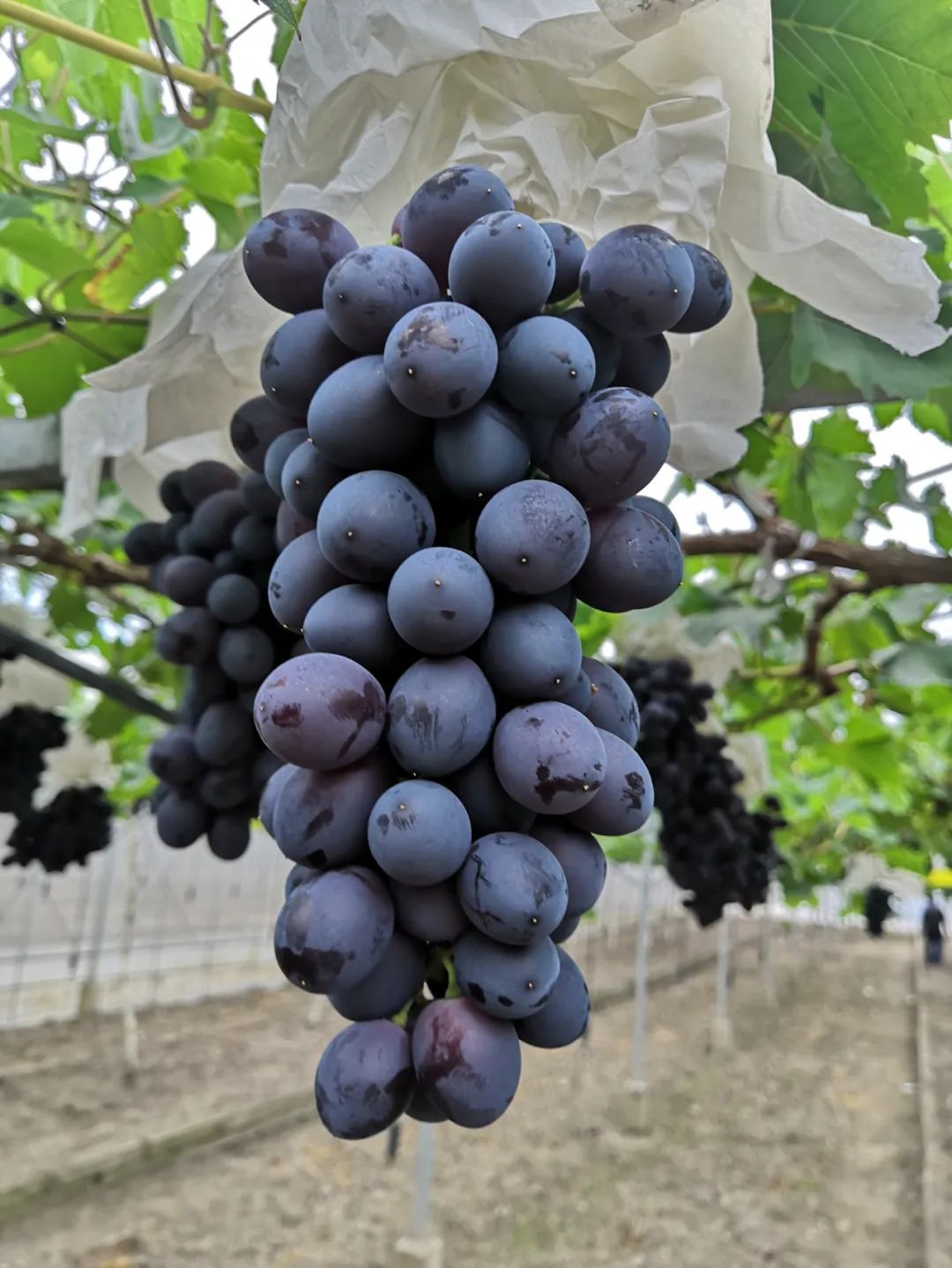 吃货们马陆葡萄主题公园采摘节开启内附各种购买方式