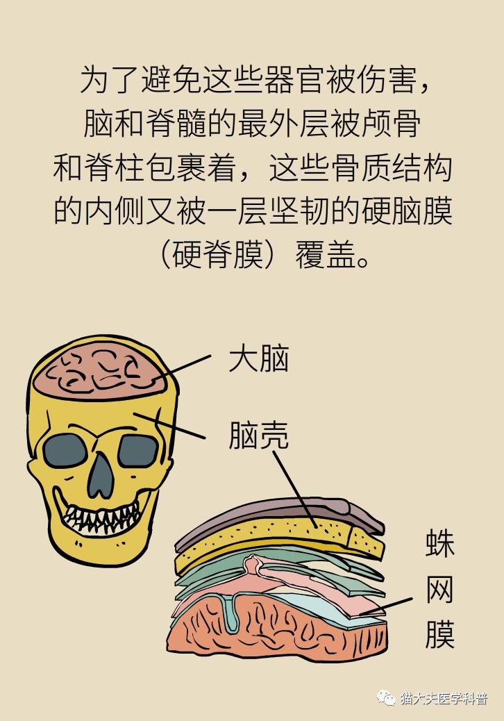 吓人练瑜伽竟把脑脊液拉漏了丨低颅压头痛
