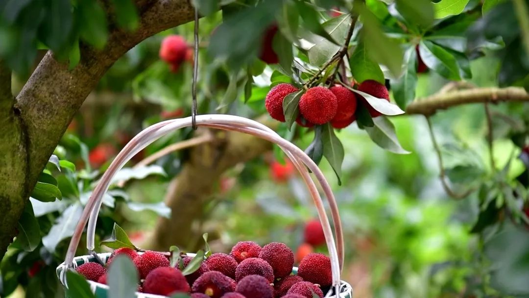 爆汁杨梅来啦!文成杨梅最全采摘攻略请查收!