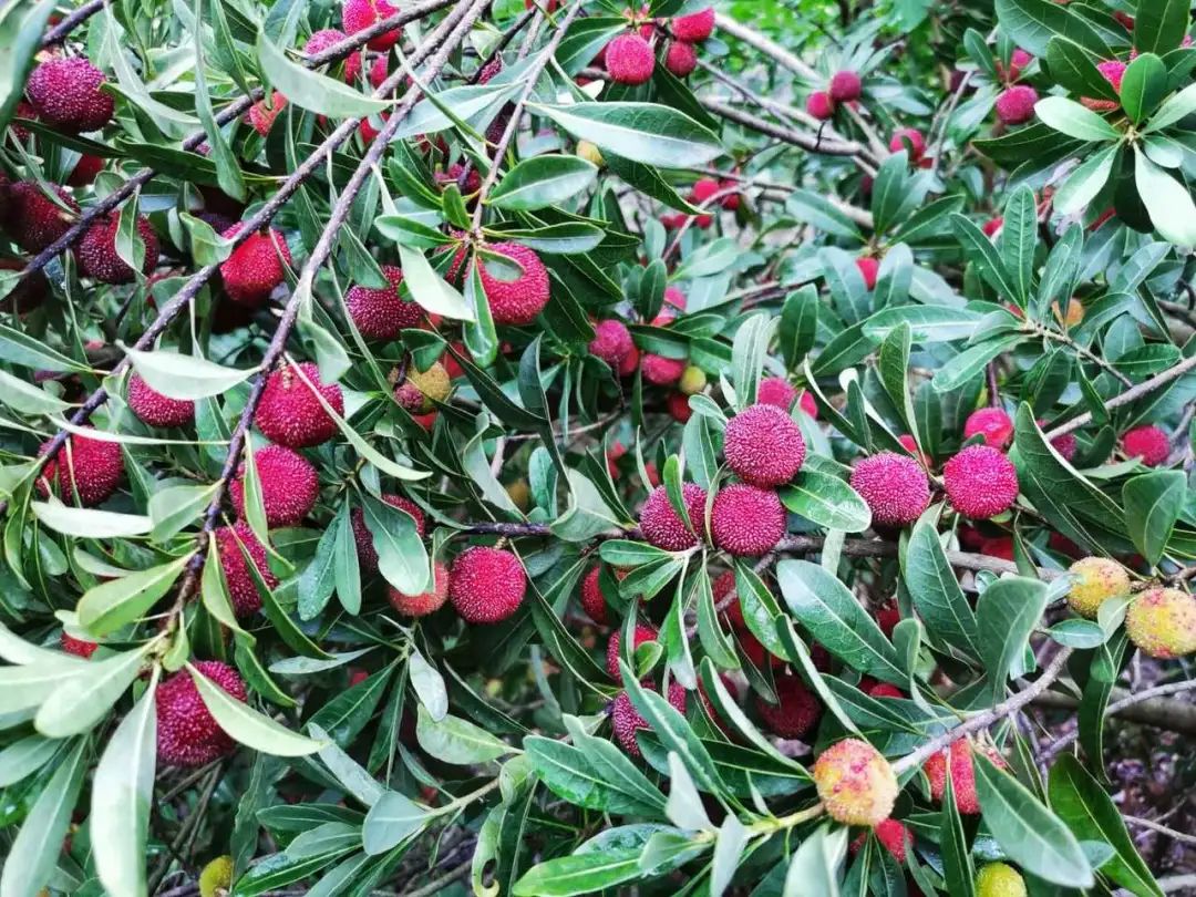 金安椿树镇这片杨梅熟了果实累累煞是喜人园区随意吃