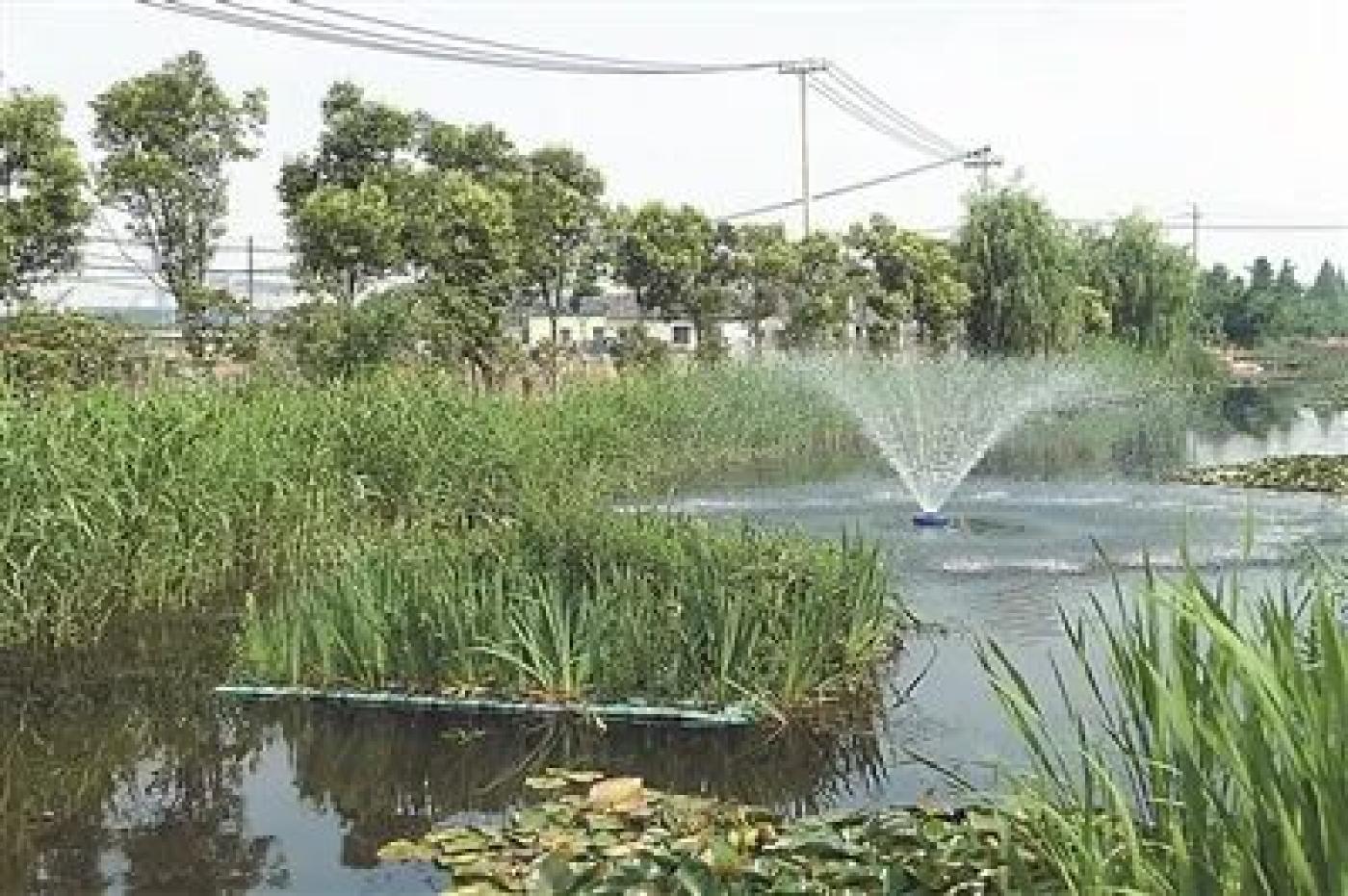 港城污水处理公司的污水排放口,河道里种植着不同类型的水生植物