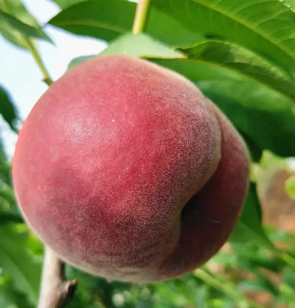 醉美蜜桃味道,龙泉驿请你来撩!