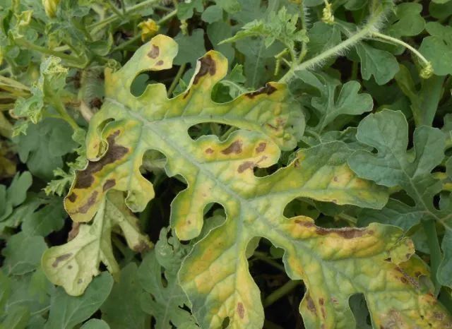 05 蔓枯病防治药剂:西瓜疫病防治药剂,可选用拜耳安泰生03,其有效