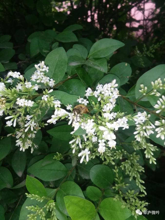 县城境内的高志山与荆山毗邻,山上植被丰茂,春有桃杏梨,夏有槐枣杜李