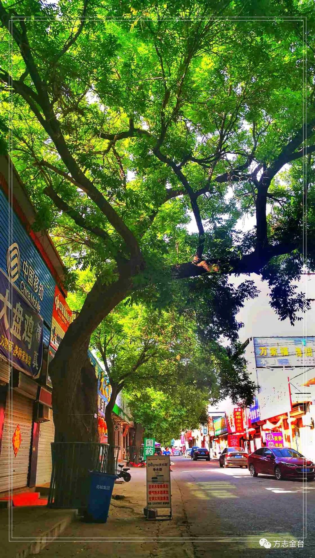 图说定兴姚村一百单八槐