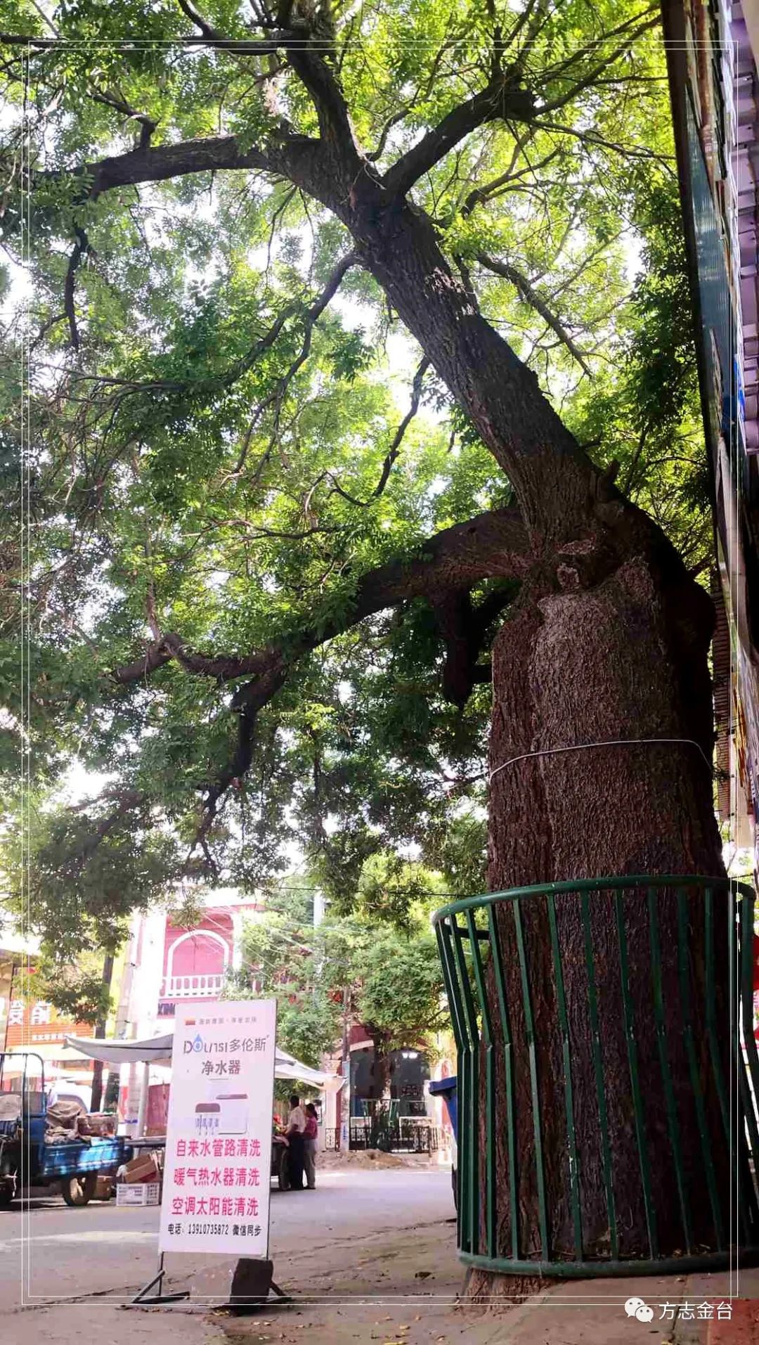 图说定兴姚村一百单八槐