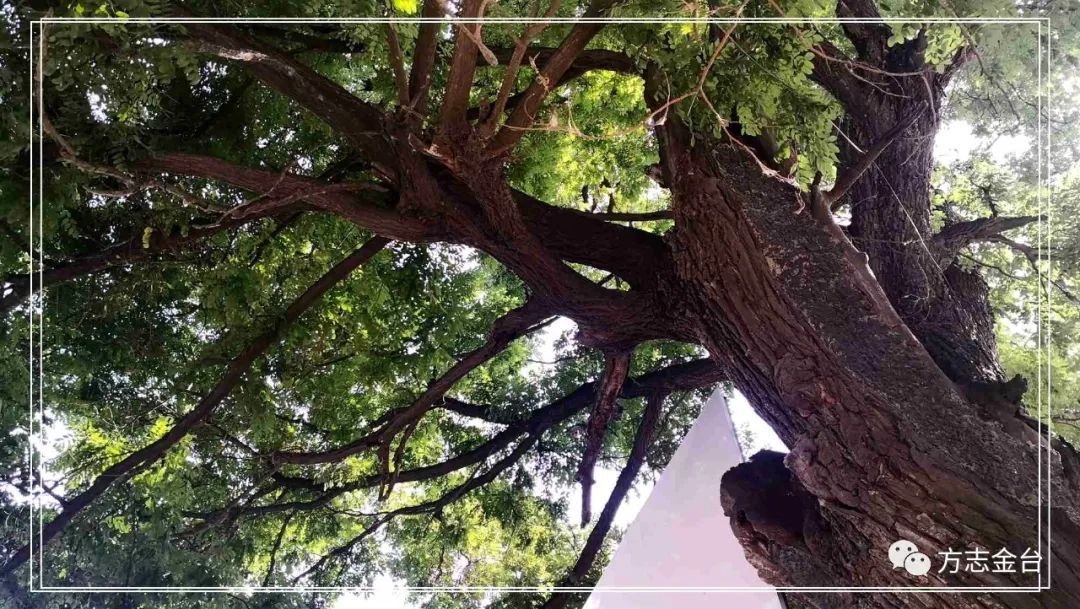 图说定兴姚村一百单八槐