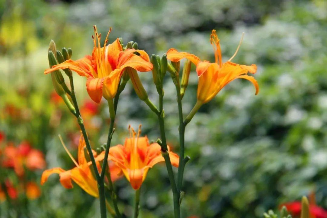 萱草盛开来邂逅申城的母亲花