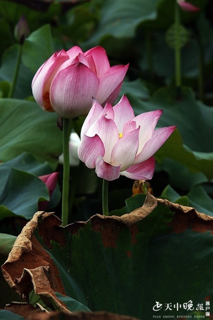 相映成趣荷塘内对对莲花开