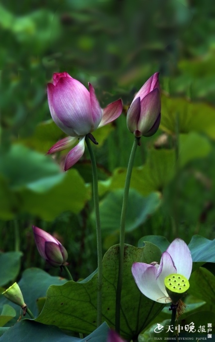 相映成趣荷塘内对对莲花开