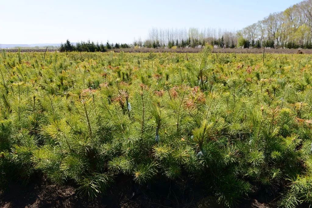 东京城红松嫁接搞得好棵棵都是摇钱树