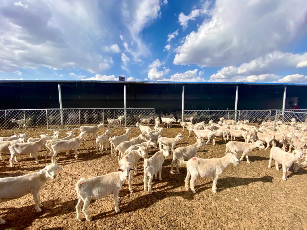 弘扬蒙古马精神身边的榜样养殖美羊羊日子喜洋洋