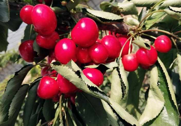 头条快来莎车米夏的樱桃红了