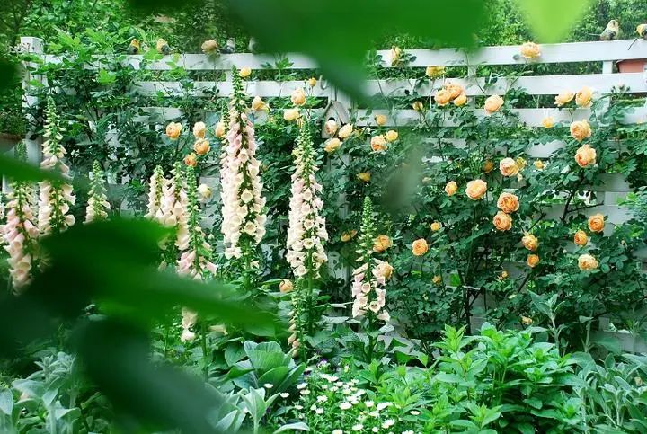 毛地黄和月季夏洛特夫人花境