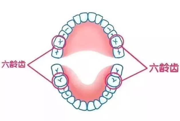 細說最易得病的磨牙六齡齒