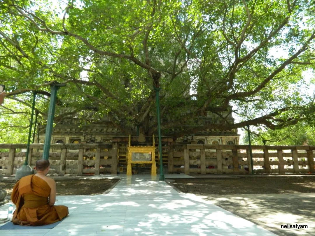 印度金刚座菩提树图片图片