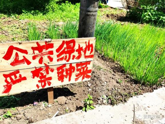 并不能阻止辛勤的"劳动人民"然而.有的小区设置了禁止种菜的标语.