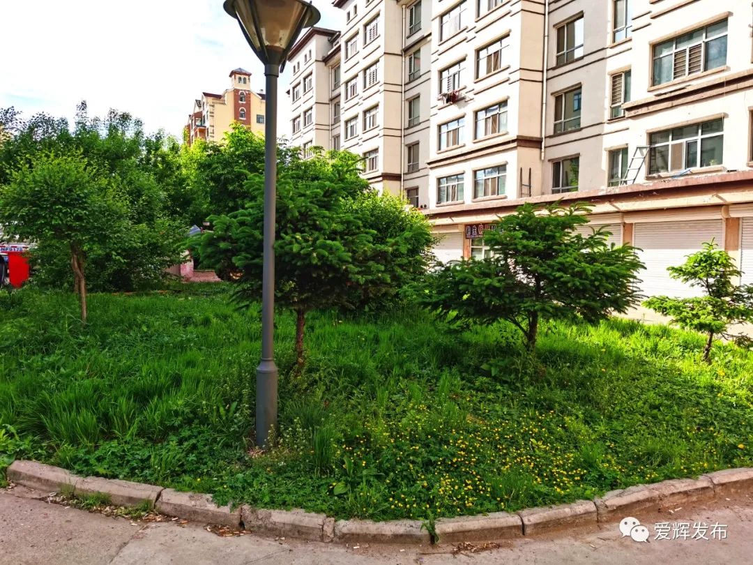 黑河个别小区居民在公共绿地里种菜你怎么看