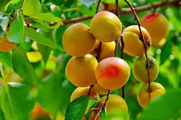 宁县曹杏熟了!终于等来小"杏"福