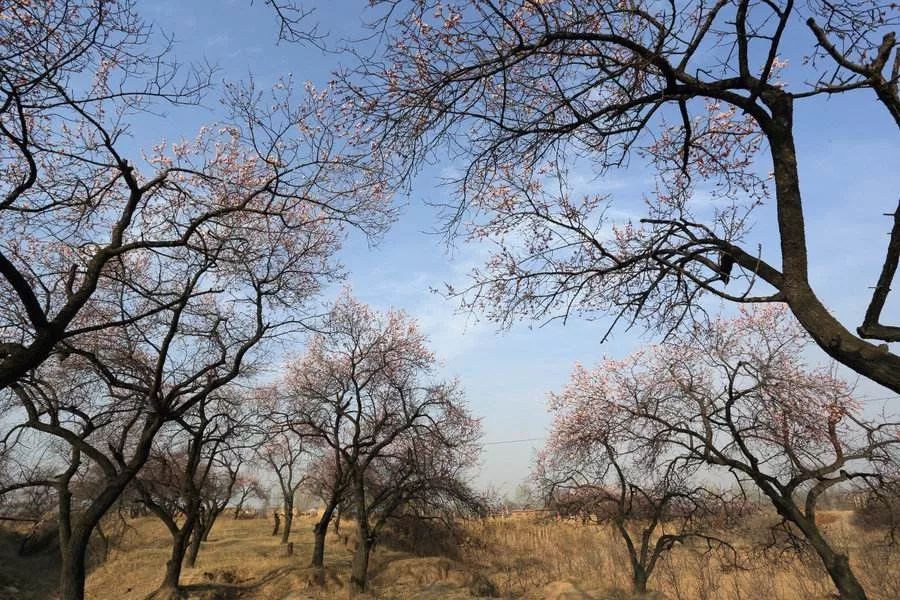 把杏吃完,留下种子,还可以做成中国最典雅的甜品_澎湃号·湃客_澎湃新闻-The Paper