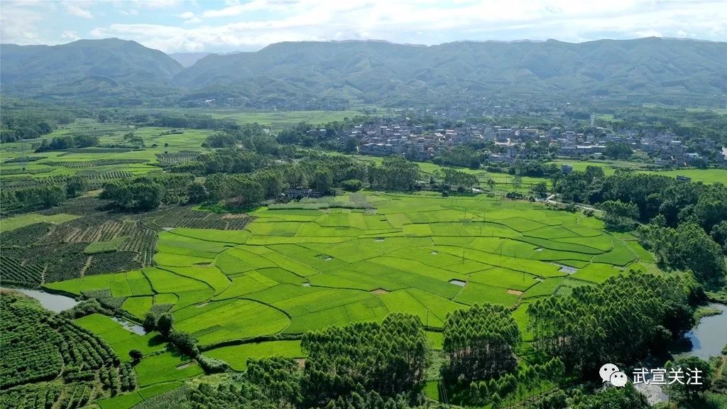 千名记者一线行武宣县二塘镇产业扶贫拓宽群众的致富路