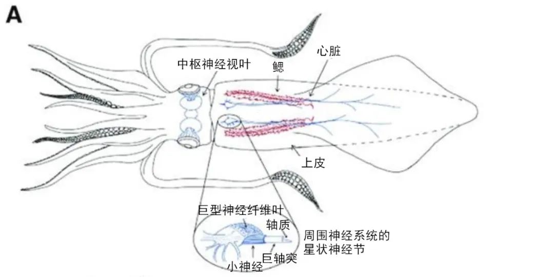 鱿鱼解剖示意图