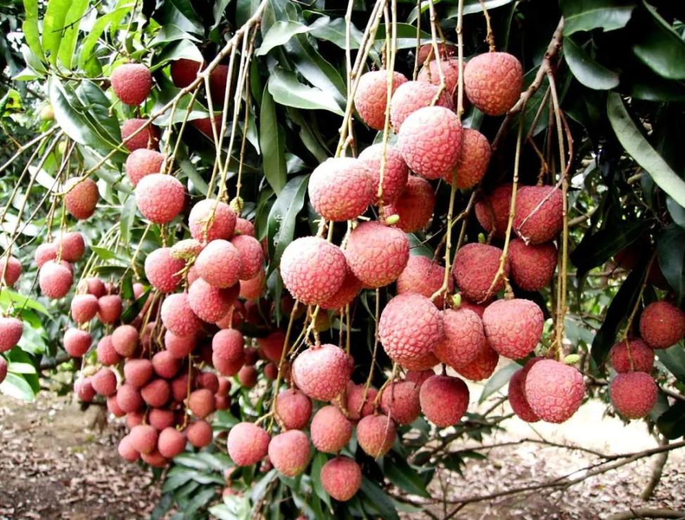 【围观】最强"龙舟水"涨裂荔枝,糯米糍上市均价105.