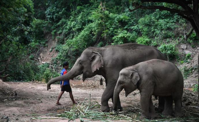大象被迫归家，泰国的“大象旅游”或面临“新常态”