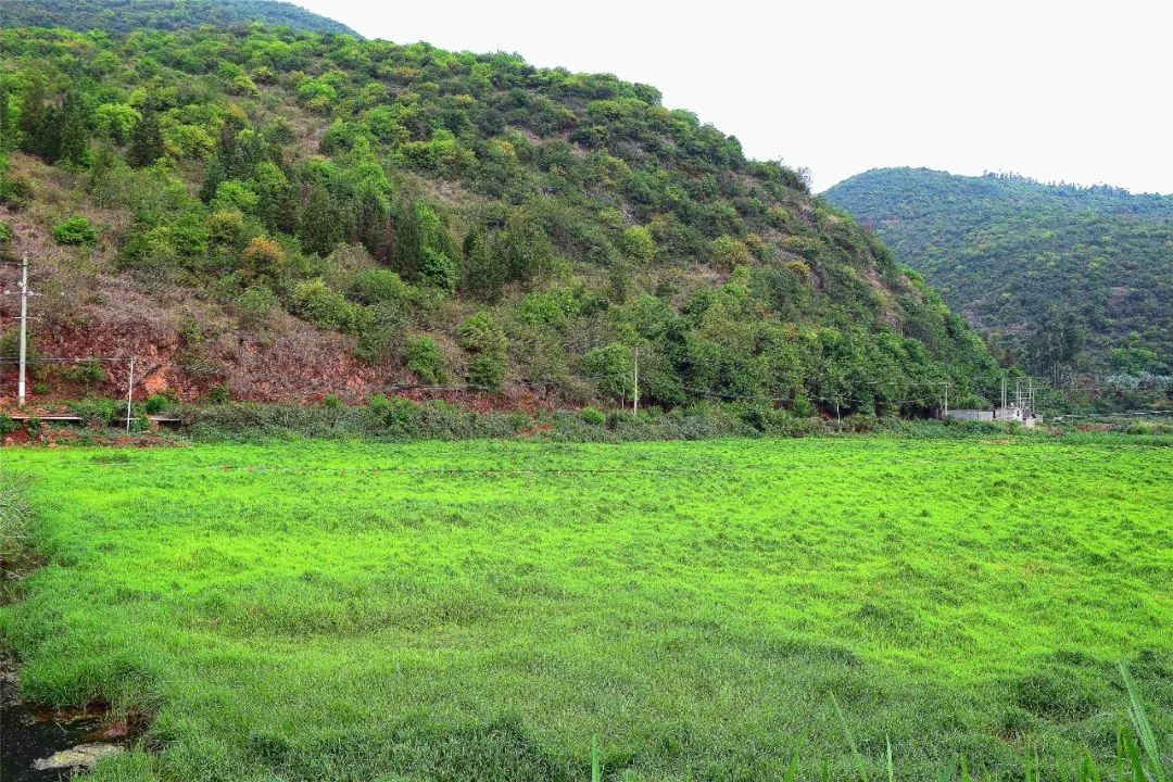 有4個龍潭上百畝生態溼地在彌勒市新哨鎮小路體村的西邊