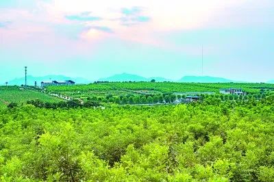 临城县绿岭核桃种植基地 赵小宁摄