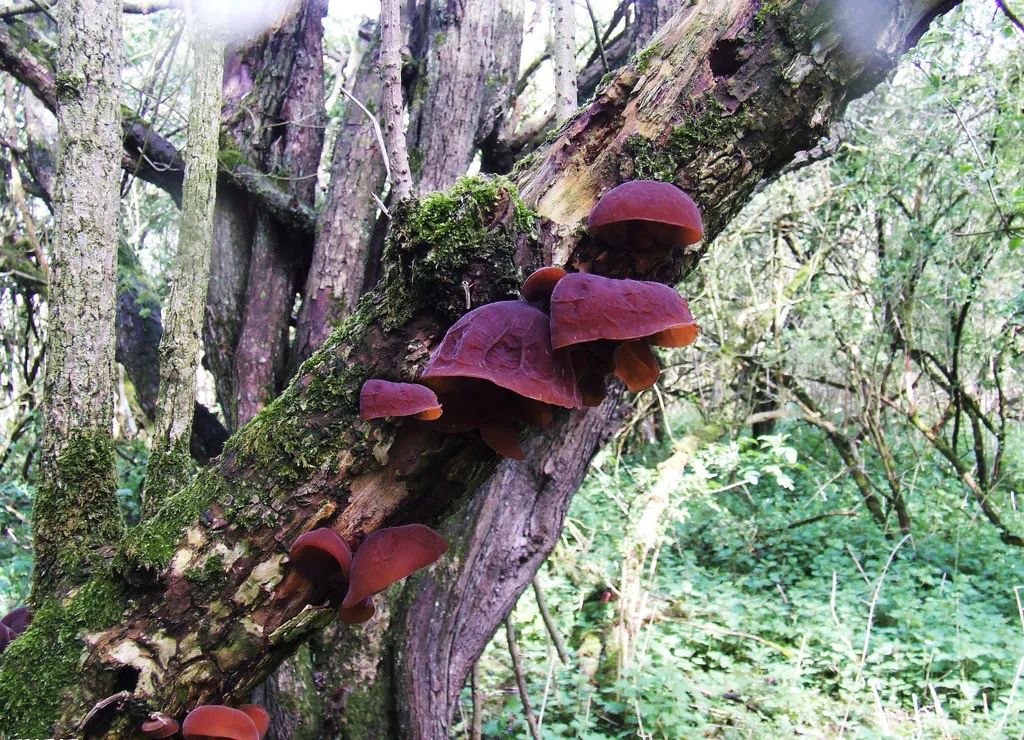 文字记载是在战国时期,庄子在《逍遥游》中就有"朝菌不知晦朔"之句