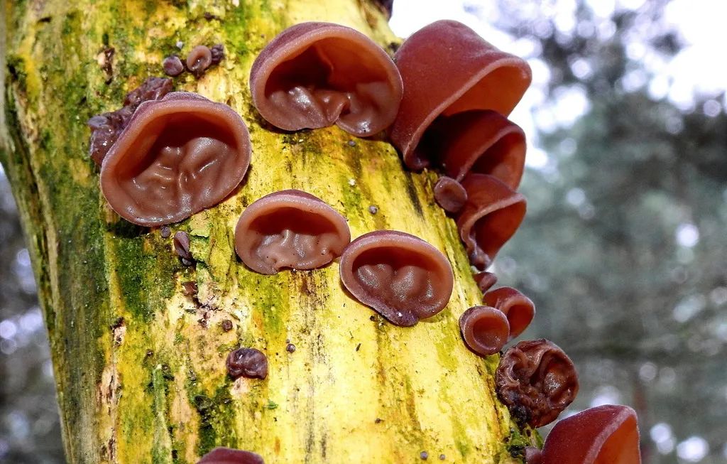 山珍本色净山食菌为生活提鲜