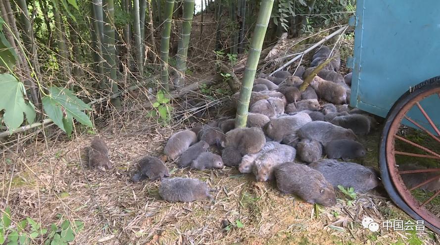 会昌放生竹鼠500余只，豪猪200余只，处置蛇类400余斤，竟然是因为...