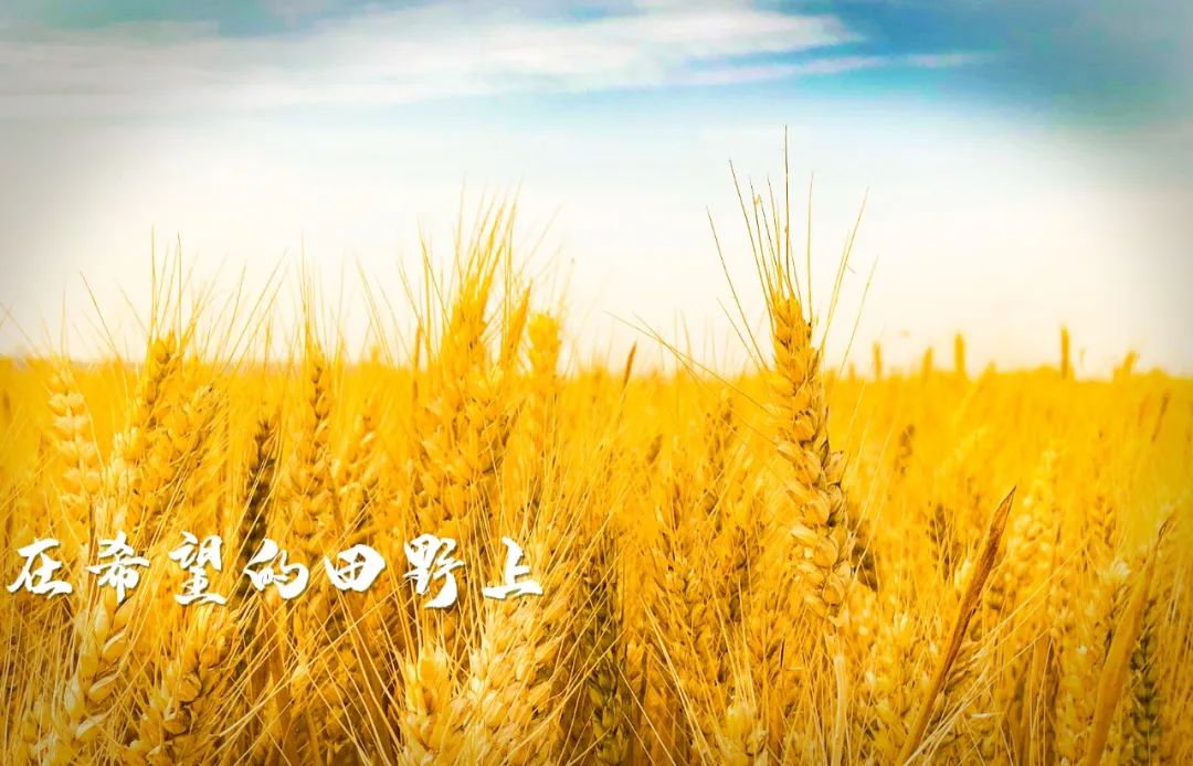 风吹麦浪河口的麦mei子熟了