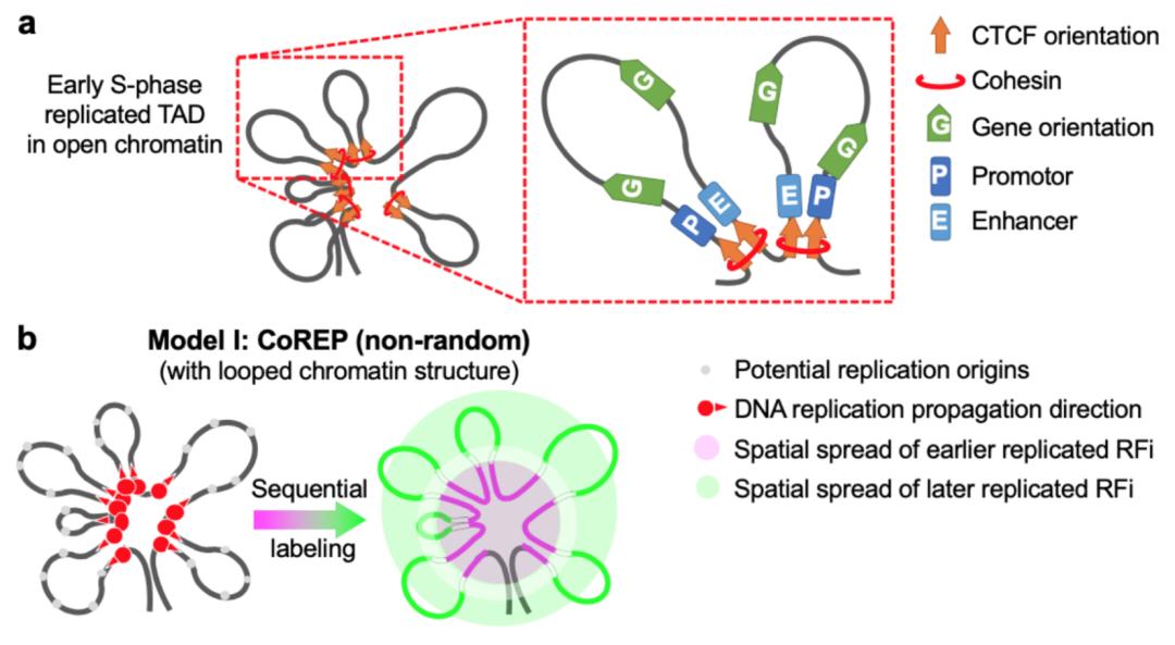 学术前沿孙育杰谢晓亮合作团队等展示ctcf介导染色质结