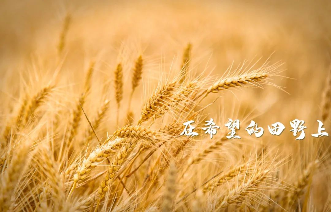 风吹麦浪河口的麦mei子熟了