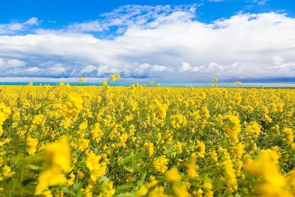 青海花儿的故乡